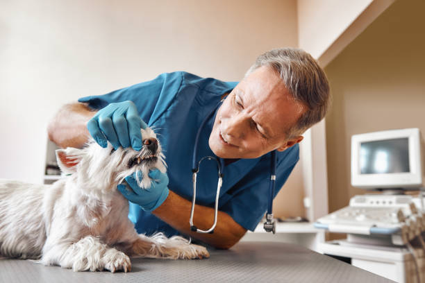 Best Emergency Treatment for Dental Infections or Abscesses in Flora, MS